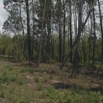 Furto de árvores nos baldios de Pinheiro e Aguiar da Beira em investigação