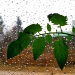 Apoios até 10 mil euros para agricultores afetados por intempéries