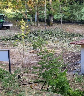 Abate-de-arvores-Caldas-da-Cavaca-4